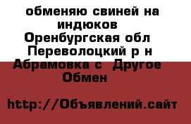 обменяю свиней на индюков - Оренбургская обл., Переволоцкий р-н, Абрамовка с. Другое » Обмен   